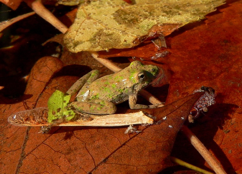 Blanchards Cricket Frog - <i>Acris crepitans blanchardi</i>