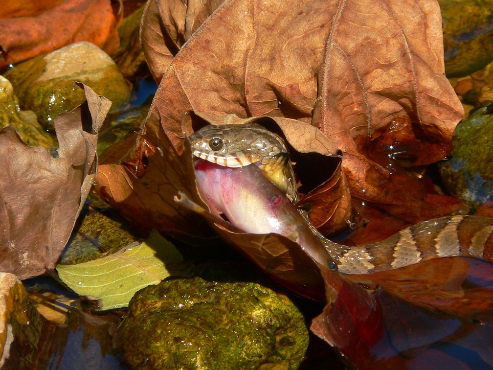 Midland Water Snake - <i>Nerodia sipedon pleuralis</i>