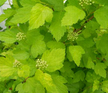 Physocarpus opulifolius Darts Gold