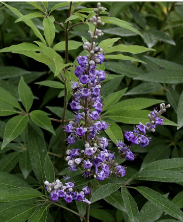 Vitex agnus-castus Shoal Creek