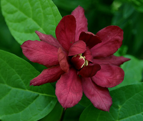 Calycanthus raulstonii Hartlage Wine