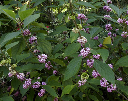 Callicarpa americana Welchs Pink