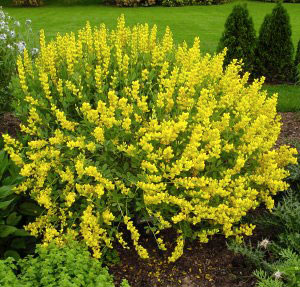 Baptisia sphaerocarpa 'Screaming Yellow'