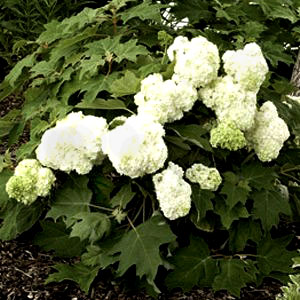 Hydrangea quercifolia 'Vaughn's Lillie' pp#12982