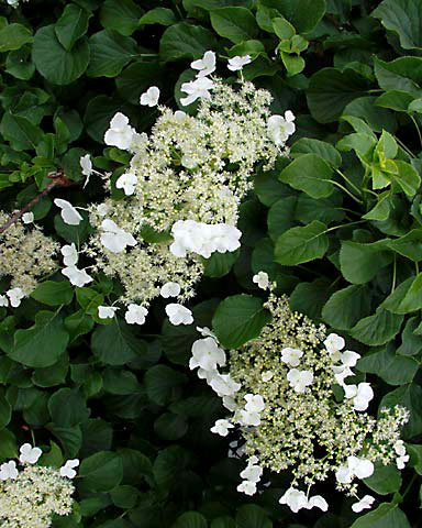 Hydrangea anomala subsp. petiolaris