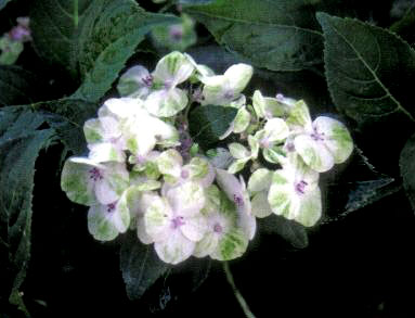 Hydrangea serrata x accuminata 'Painter's Palette'