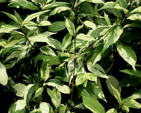 Callicarpa mollis Variegata