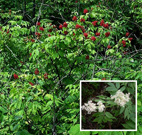 Sambucus pubens