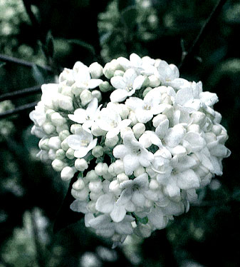 Viburnum x  burkwoodii 'Eskimo'