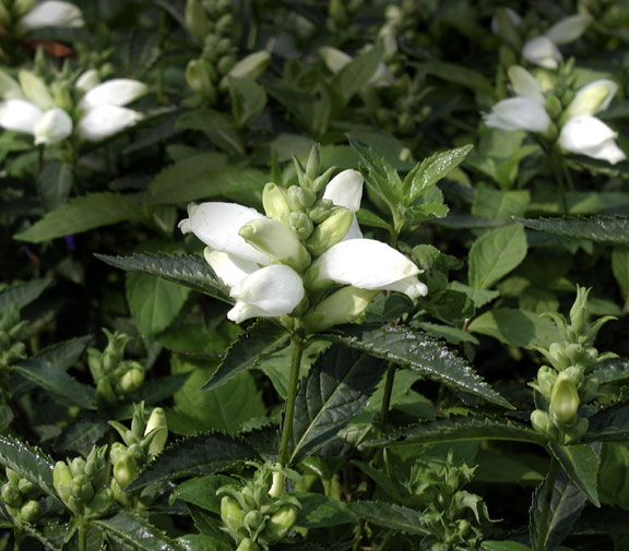 Chelone glabra