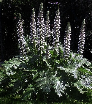 Acanthus x 'Summer Beauty'