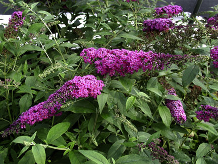 Buddleia davidii Raspberry Wine
