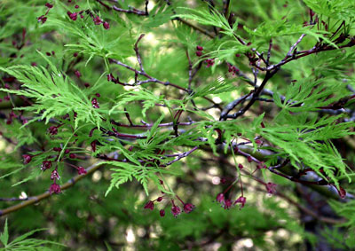 Acer dissectum 'Seiryu'