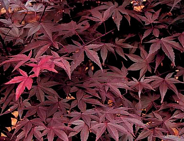 Acer palmatum Hefners Red