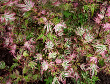 Acer palmatum 'Higasayama'