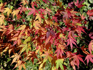Acer palmatum 'Glowing Embers' (Fall Color)