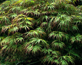 Acer palmatum var. dissectum