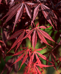 Acer palmatum 'Moonfire'