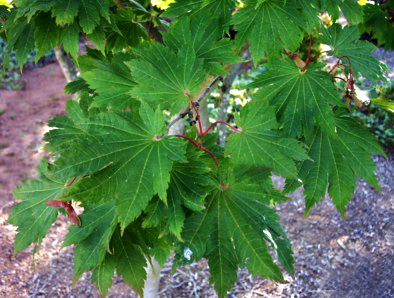 Acer japonicum 'Oisami'