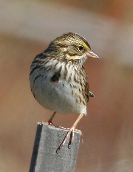 Savannah Sparrow
