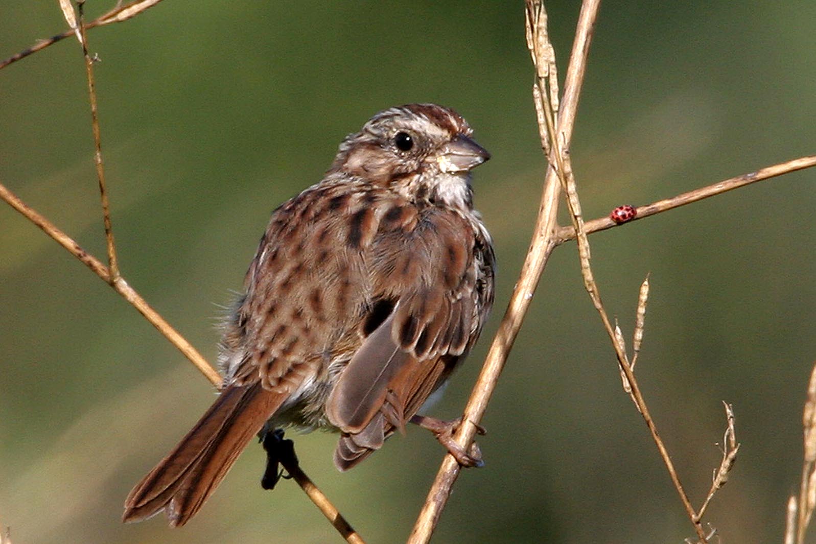 Song Sparrow