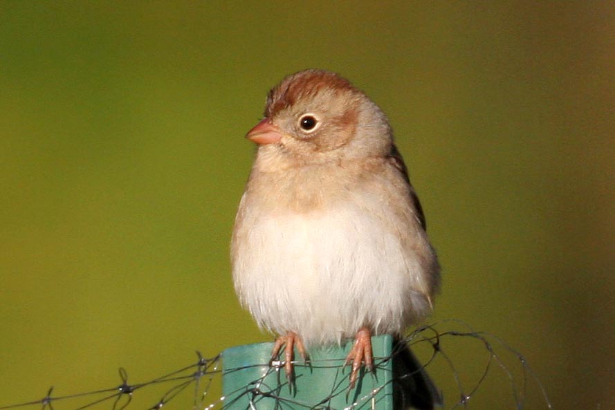 Field Sparrow