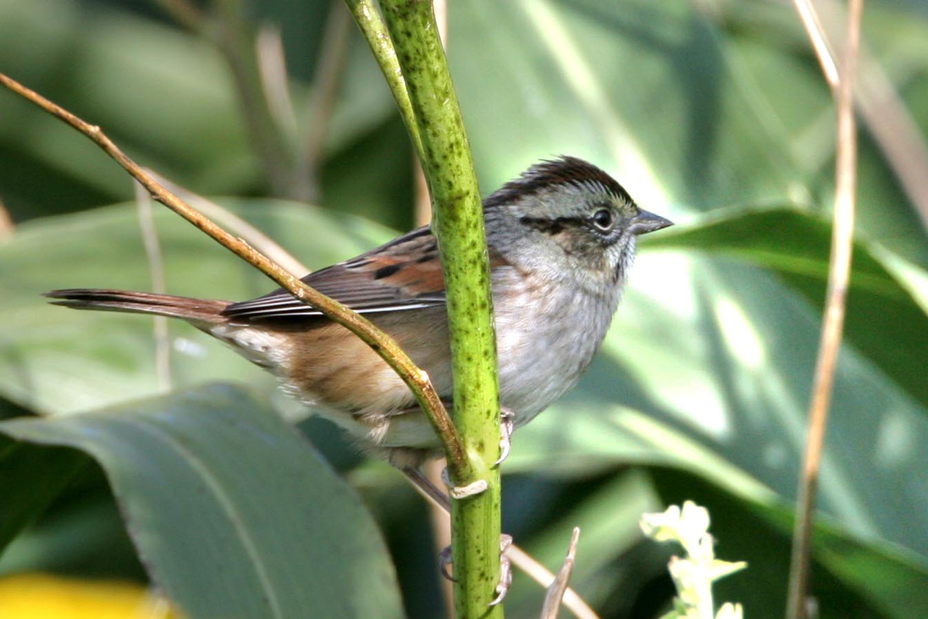 Swamp Sparrow