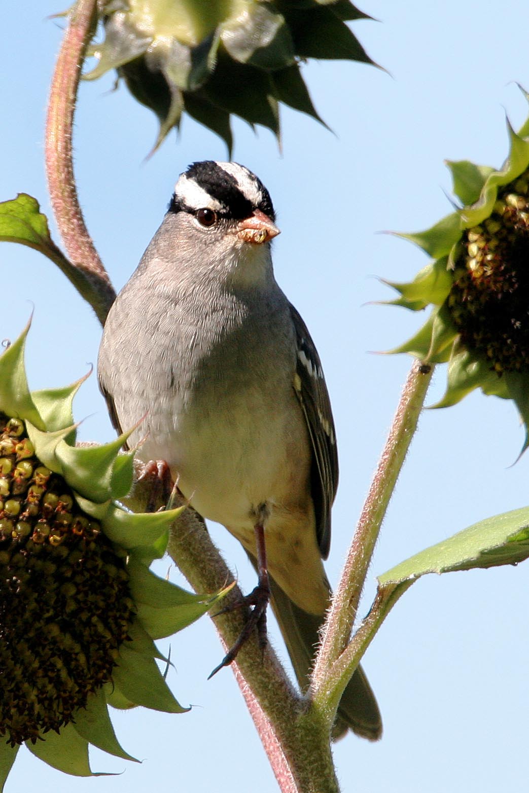 White-crowned Sparrow, adult