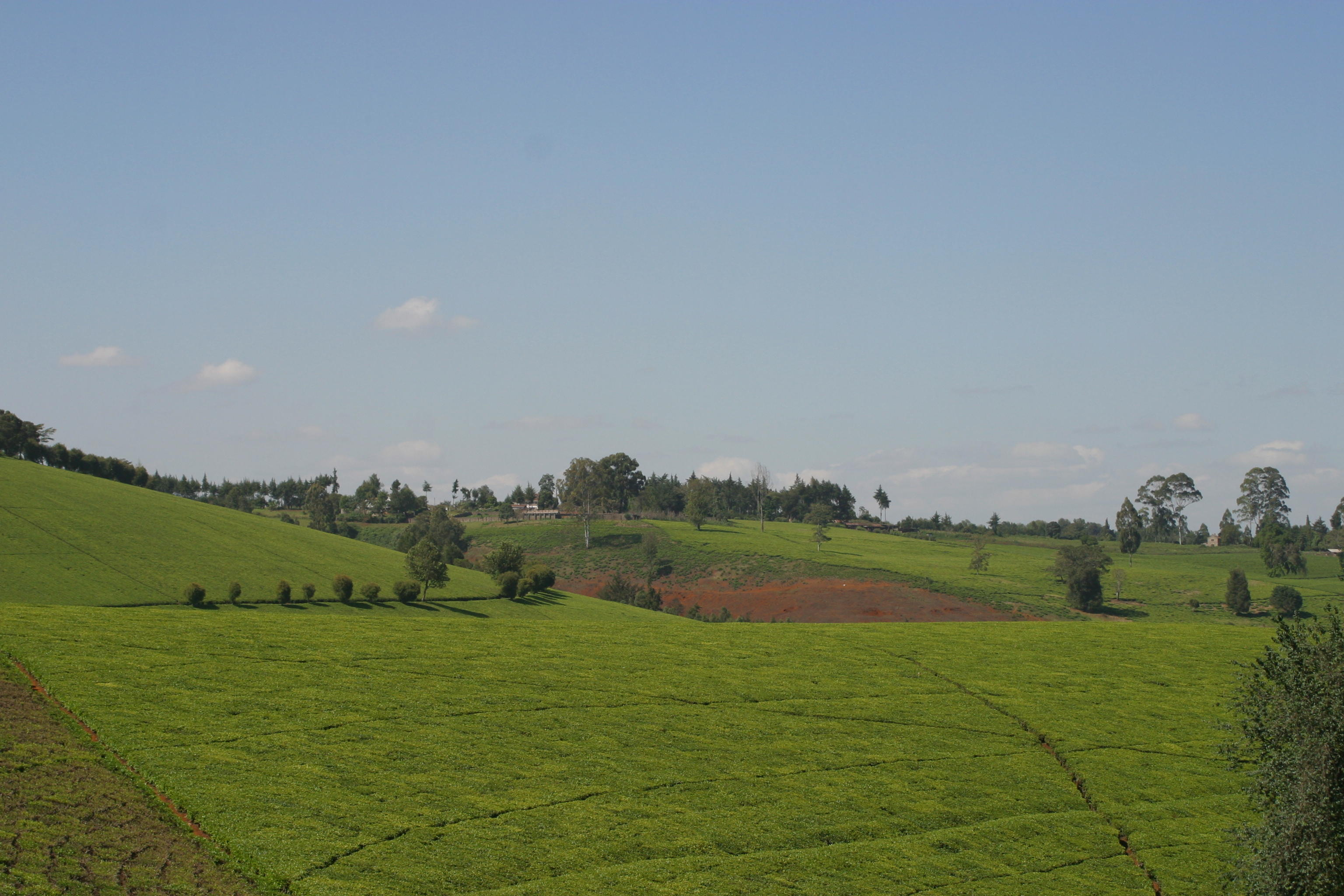 Nairobi Tea Plantation