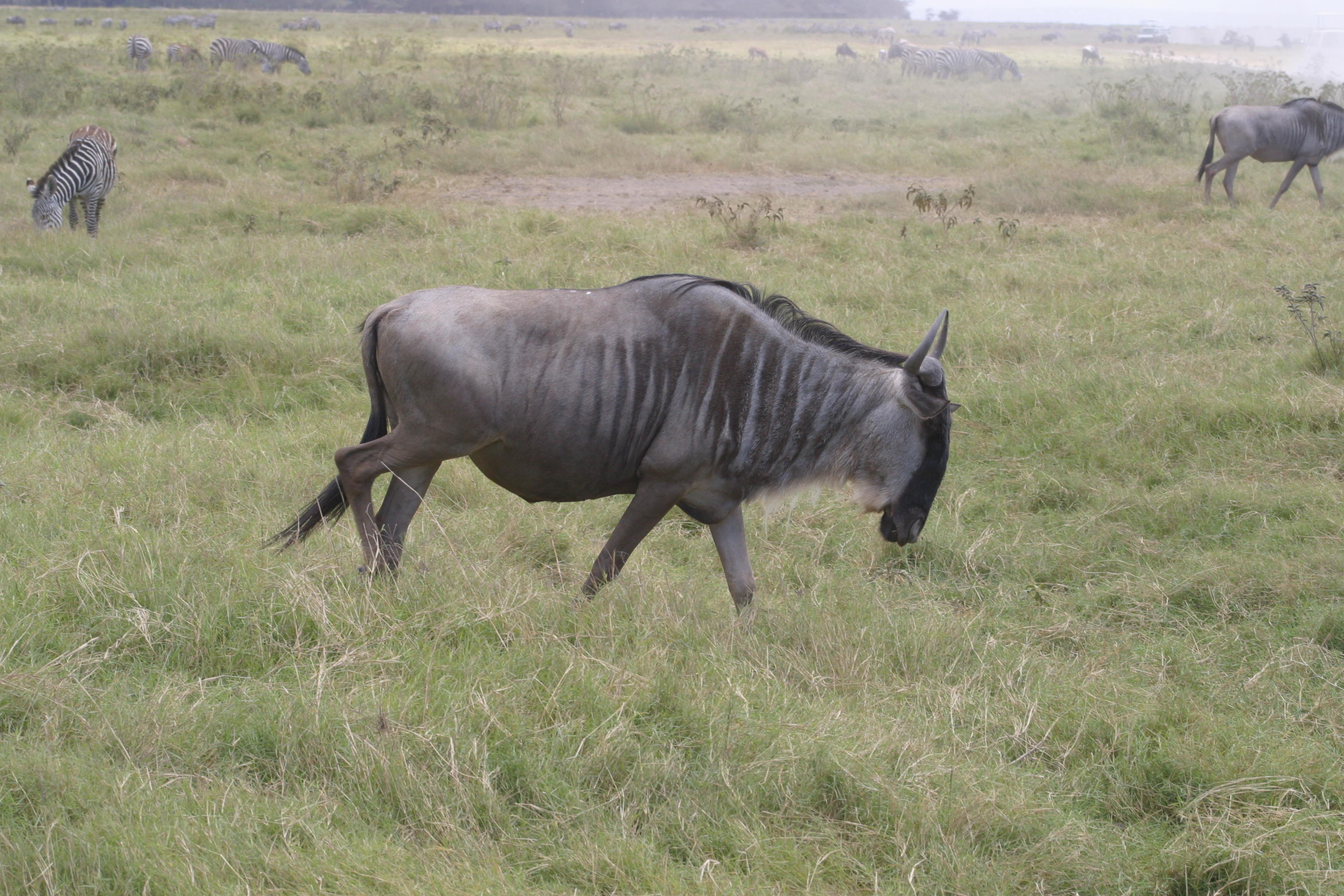 Amboseli - Widebeast