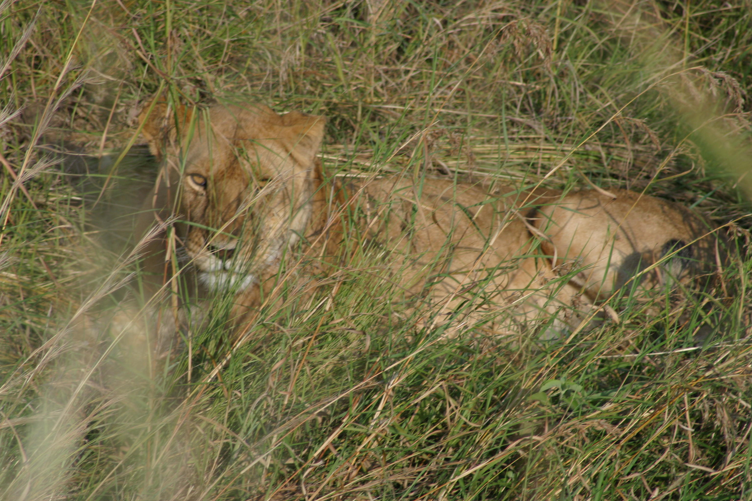 Maasai Mara Lioness