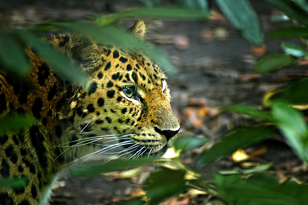 Leopard on the prowl