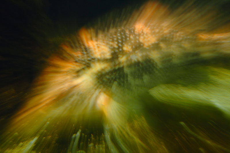 09/11/06 - Fish from Mars