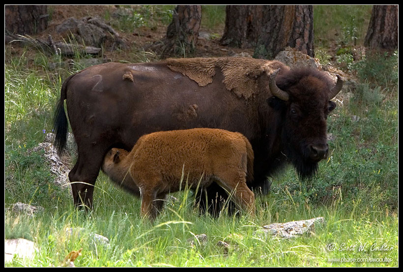 Bison with calf