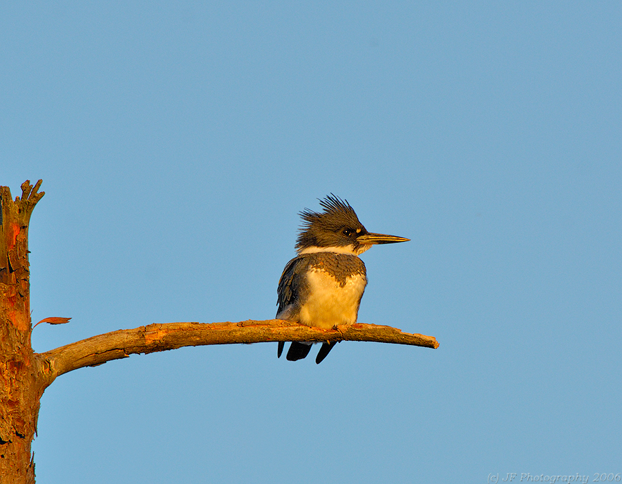 Belted Kingfisher, Creek Brook, Haverhill, Massachusetts