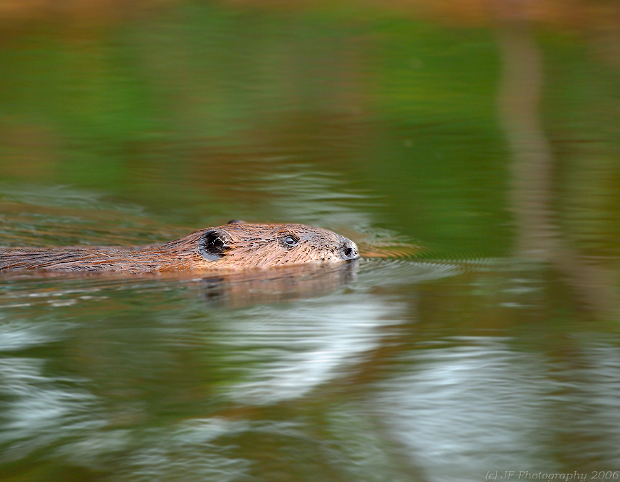 _JFF9858 Beaver Swim By.jpg