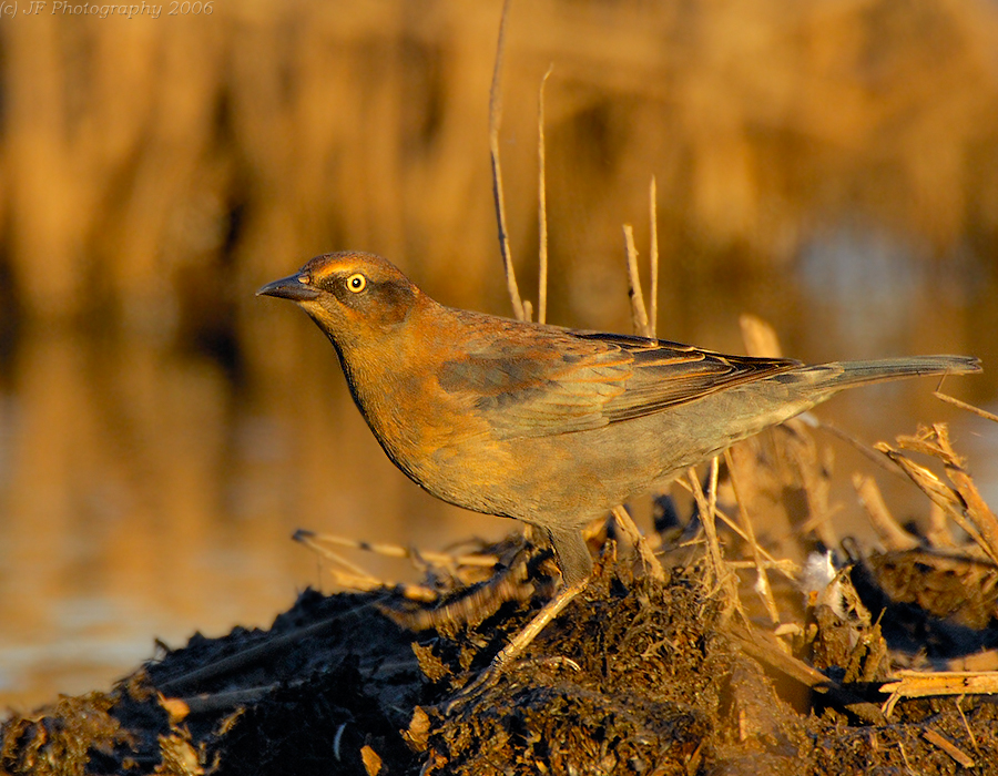 _JFF1619 Rusty Blackbird.jpg