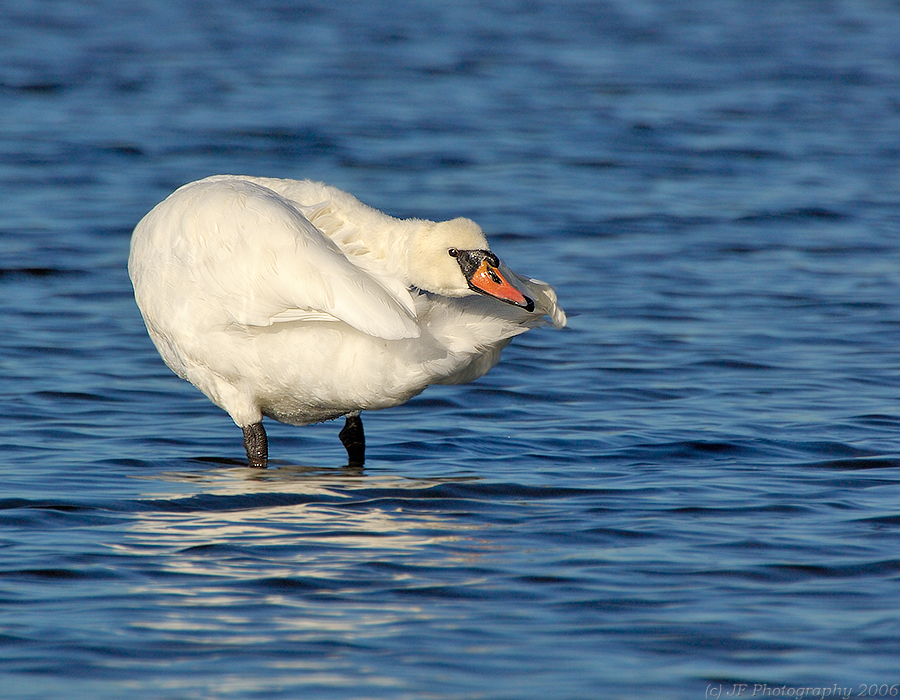 _JFF1451 Goose Butt and Head Shot.jpg