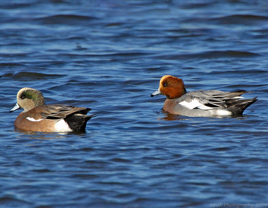 _JFF2813 Eurasion Widgeon Male.jpg