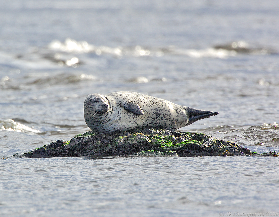 _JFF0837 Seal.jpg