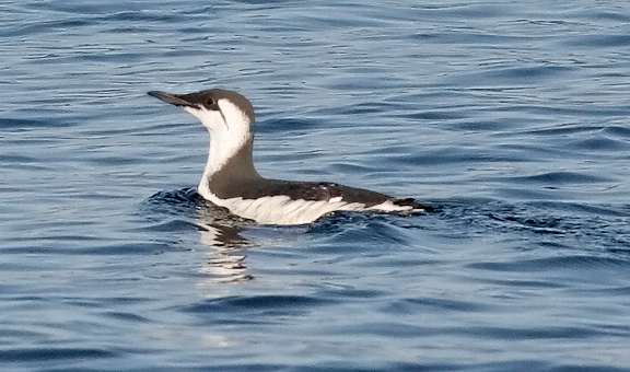 Common Murre, alternate