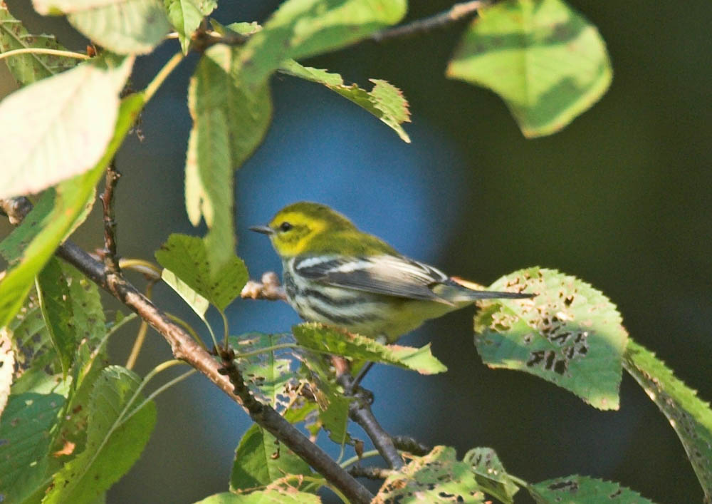 Black-throated Green Warbler