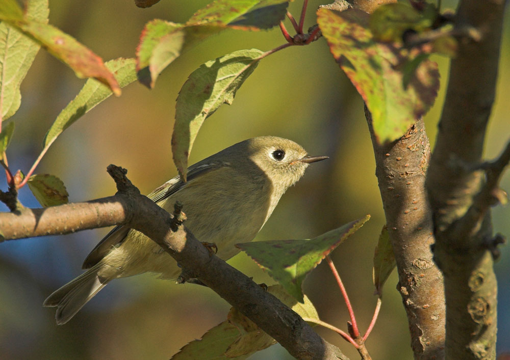 Ruby-crowned Kinglet