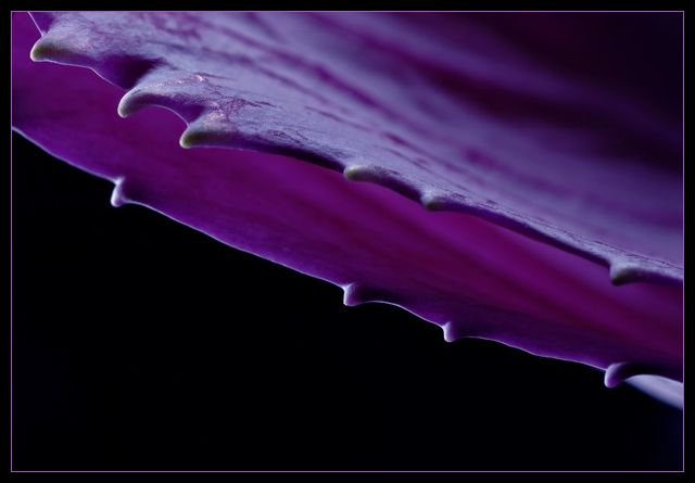 Prickly Purple Petals (Challenge: Purple)