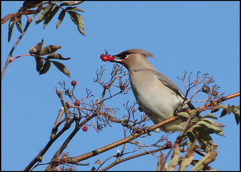 European Waxwing - Bombycilla garrulus - Sidensvans.jpg