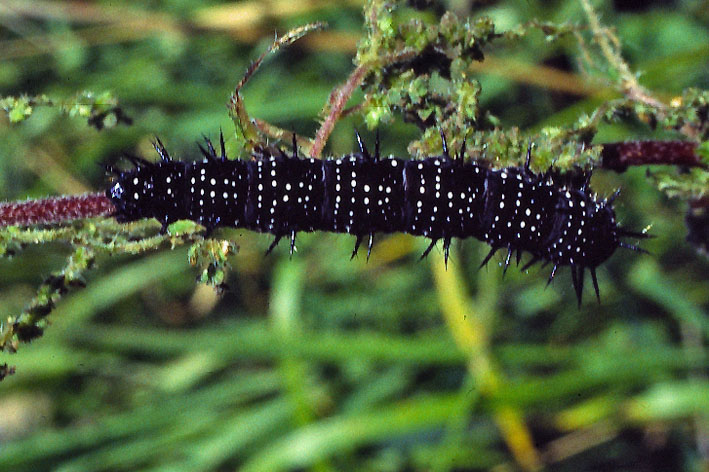 Pfgelga - Peacock larva -  Inachis io  .jpg