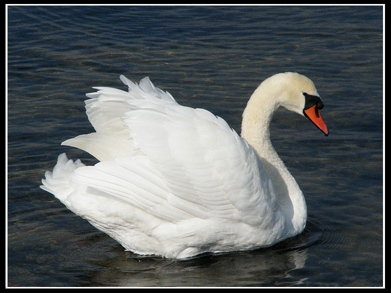 Mute Swan - Sygnus olor.jpg