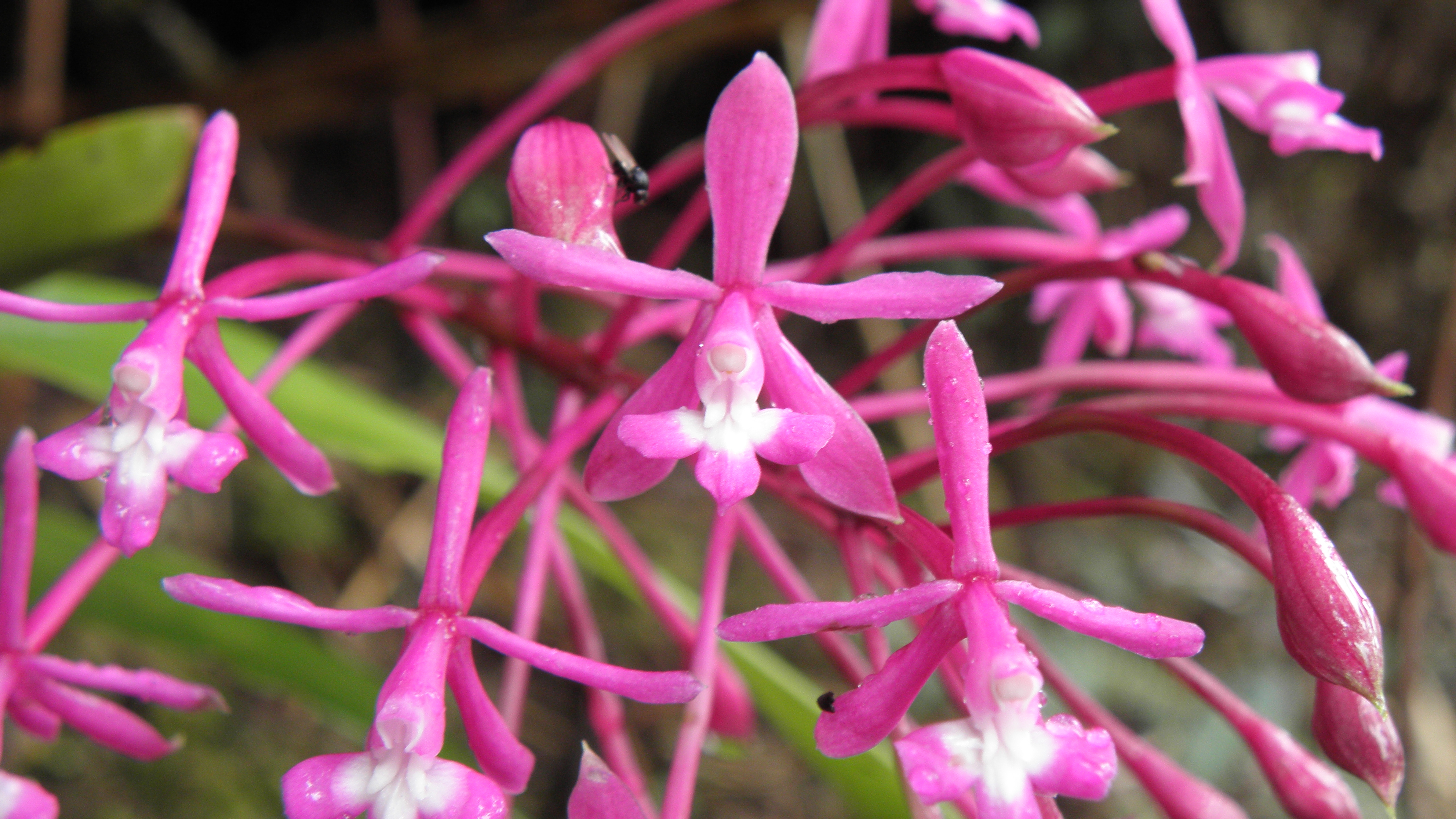 Epidendrum syringothyrsus