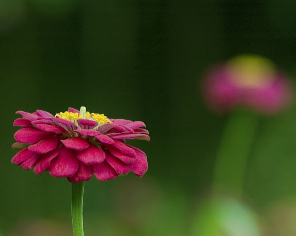 zinnia 12