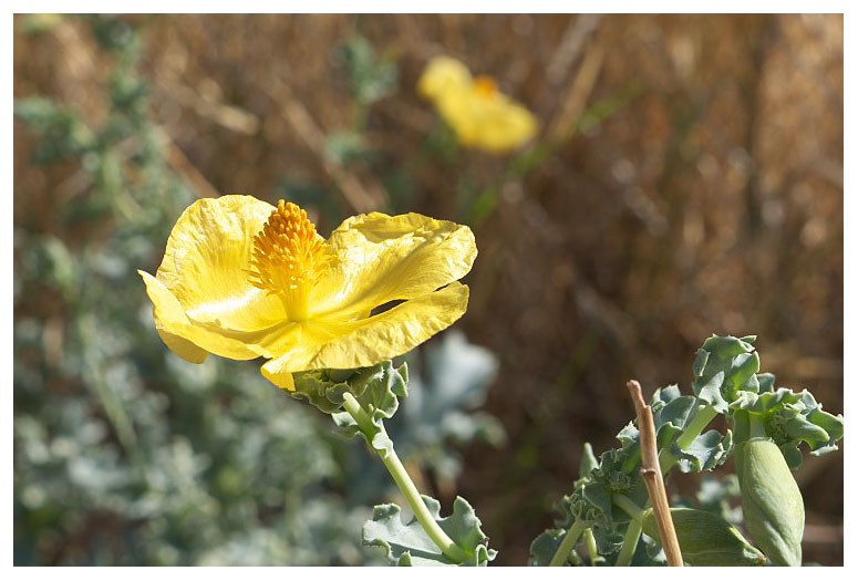 Glaucium flavum